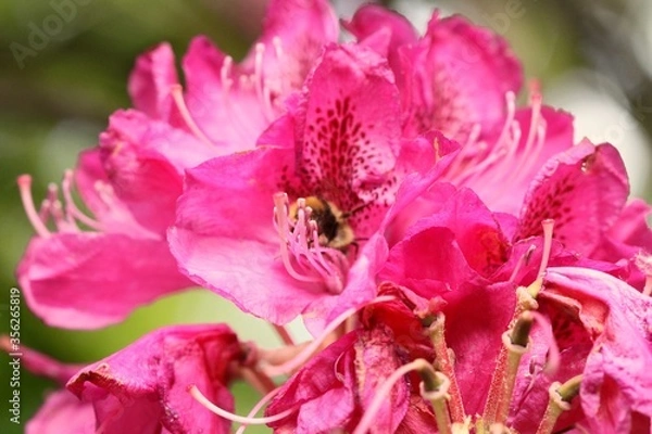 Fototapeta bee on pink flower