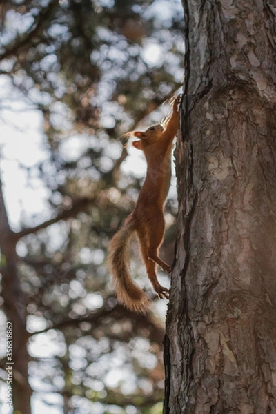 Fototapeta Euroasian red squirrel in a jump while running up the tree trunk in woodland park outdoors