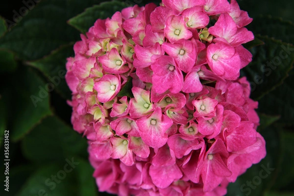 Fototapeta Closeup of beautiful pink and white hydrangea flower