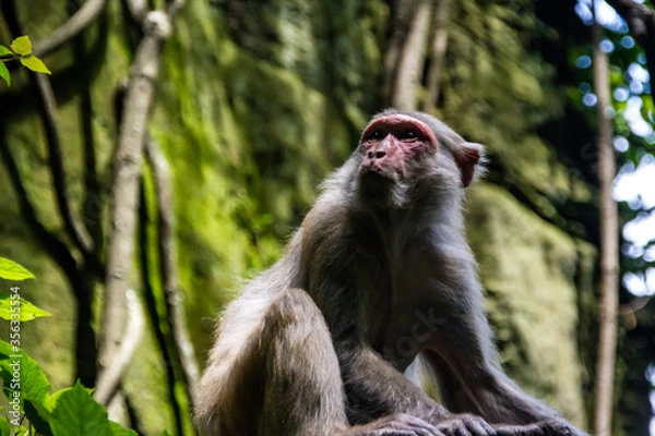 Fototapeta An adult male macaque