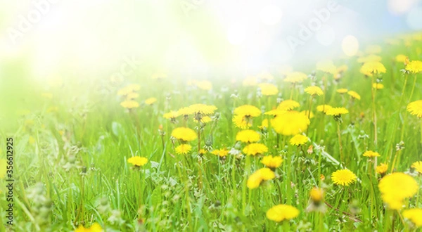 Fototapeta Green meadow with dandelions in the rays of the summer sun