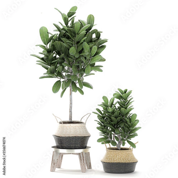 Fototapeta Frangipani tree in a basket on white background