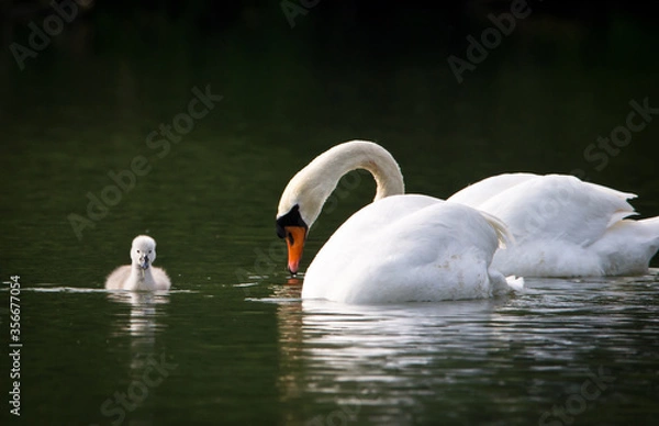 Fototapeta Swans take care of  their one just squabbled cute little fledgling. They are swimming in the water and looking for some plants to eat.