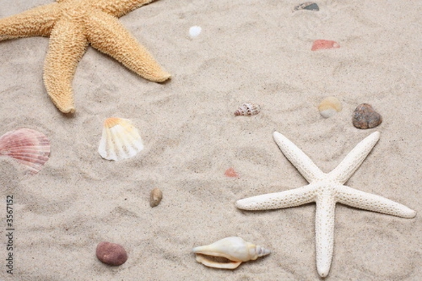 Fototapeta Seashell and starfish