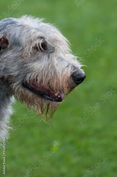 Fototapeta Irish Wolf Hound