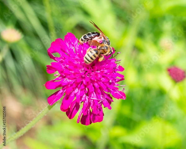 Fototapeta Biene