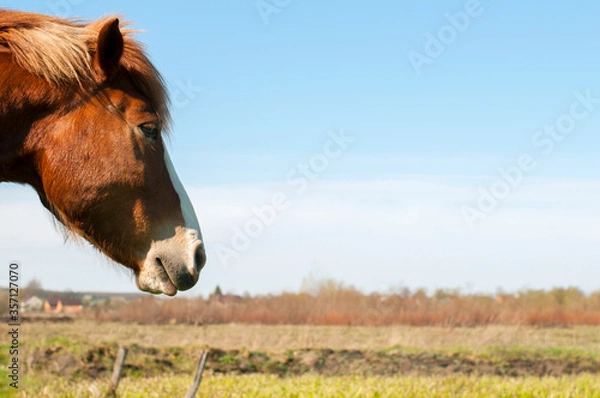 Fototapeta wild horse on a large meadow with beautiful scenery of blue sky and quiet at sunrise