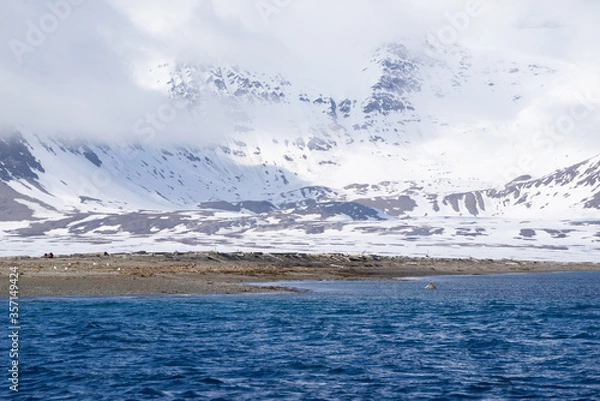 Fototapeta Walrus colony at "Polepynten" lying on a beach on an island called "Prinz Karls Vorland" on Spitsbergen. Mountains in the background