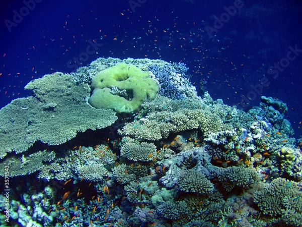 Fototapeta Underwater landscape with many small fish and coral