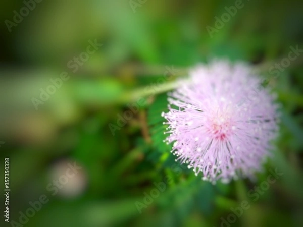 Fototapeta close up of a dandelion