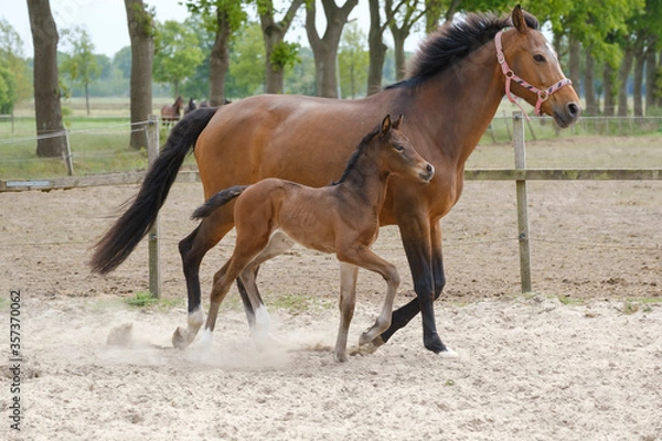 Fototapeta Little brown foal, trosts next to the mother, one week old, during the day with a countryside landscape