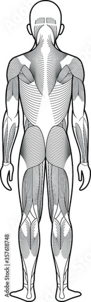 Fototapeta Stylized anatomy diagram showing major muscle groups. Shown from the back (posterior view).