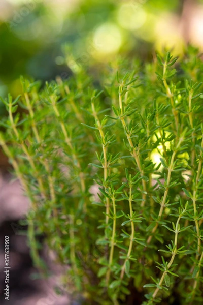 Fototapeta Organic aromatic herb thyme growing in garden