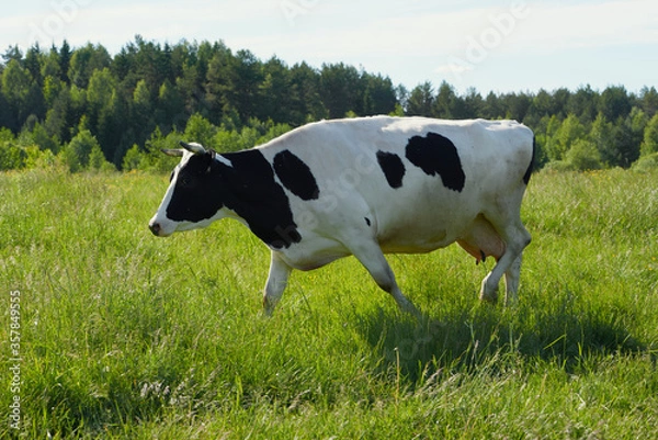 Fototapeta Dairy cows in the pasture