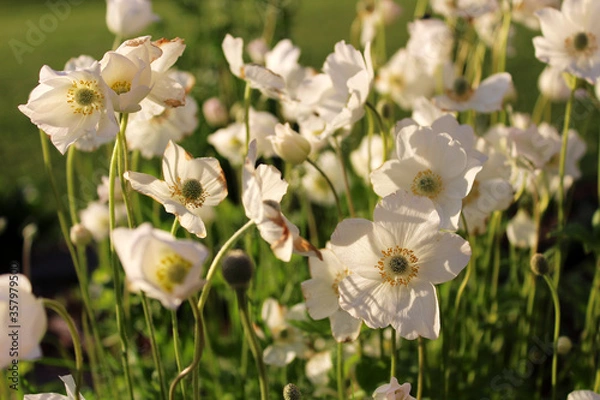 Fototapeta White anemone flowers