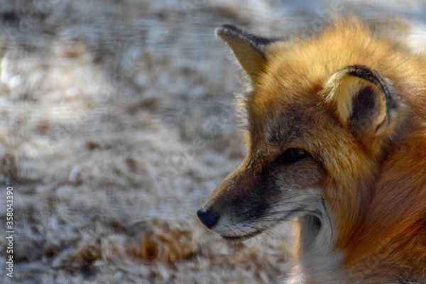 Obraz Red  fox in spring time