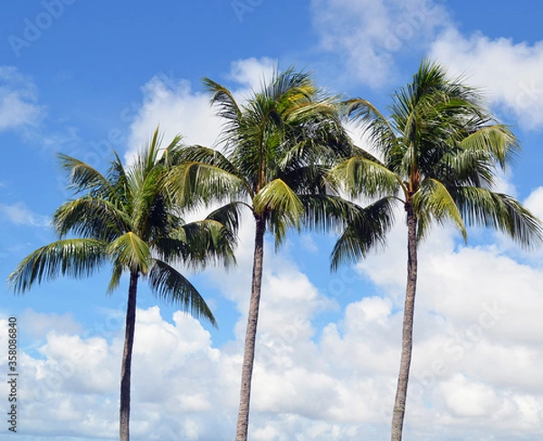 Fototapeta coconut palm trees