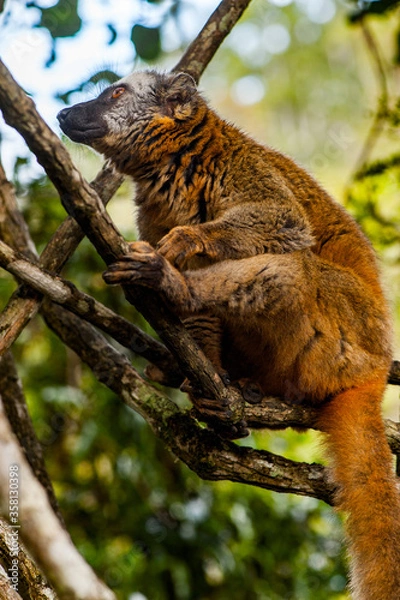 Fototapeta Lemurs in Madagascar