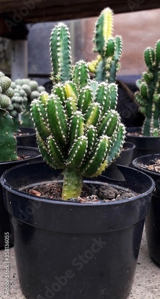 Fototapeta cactus in a pot