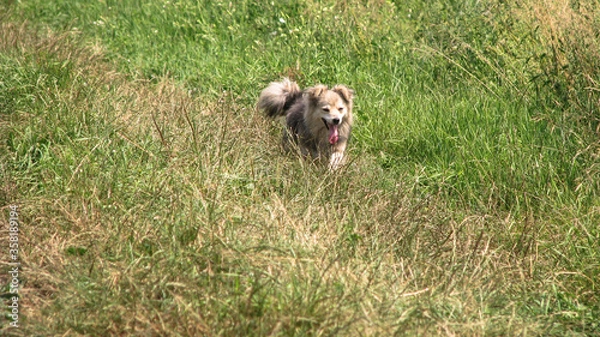 Fototapeta Cute pet on the nature near the house. Homeless poor dog playing on the street and looking at the camera. Stock photo for design