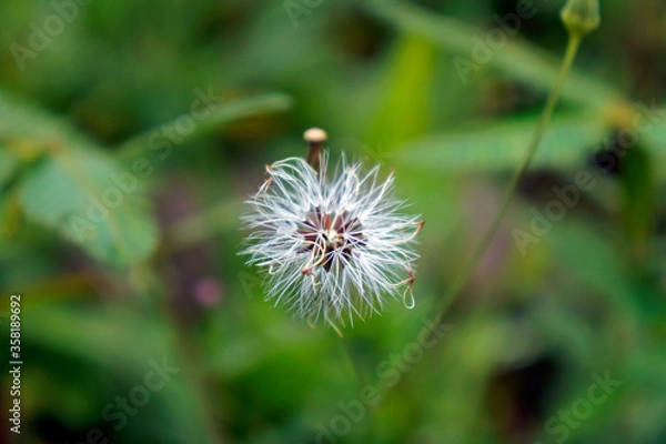 Fototapeta Dandelion flower on garden