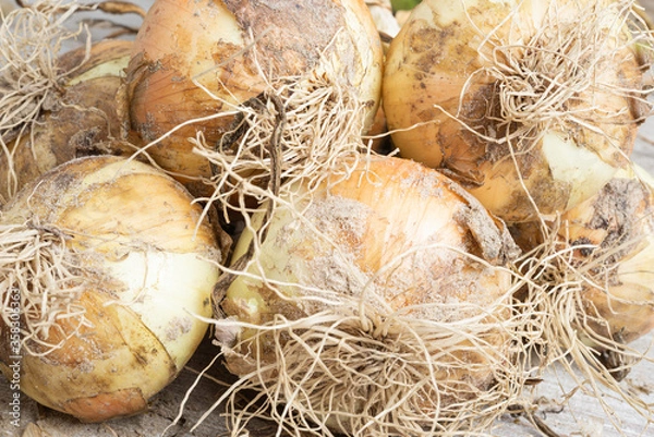 Fototapeta Freshly Unearthed Harvest Of Sweet White Onions