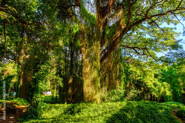 Obraz Beautiful nature of the Metropolitan forest park, Havana, Cuba