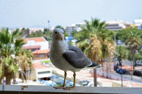 Fototapeta seagull on the pier