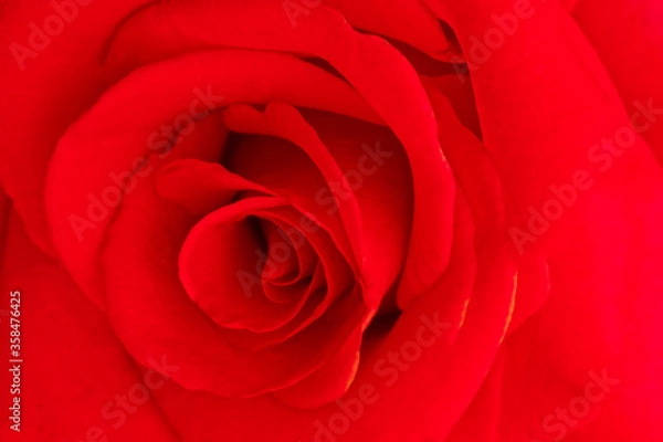 Fototapeta Beautiful Red rose Flower petals, abstract romance background.