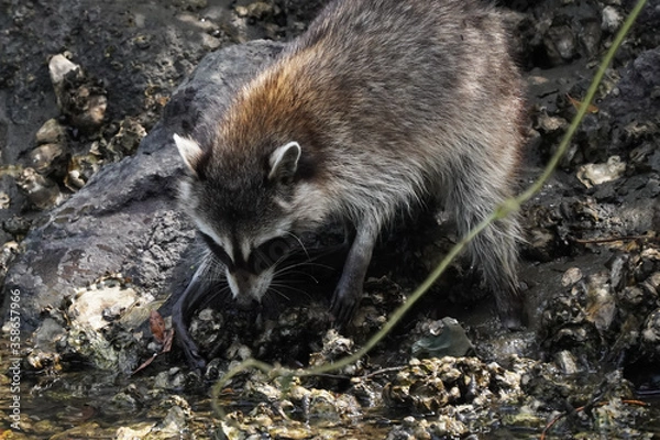 Fototapeta raccoon in water