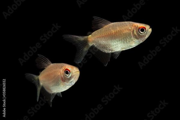 Fototapeta  Red Eye Tetra fish isolated on black background