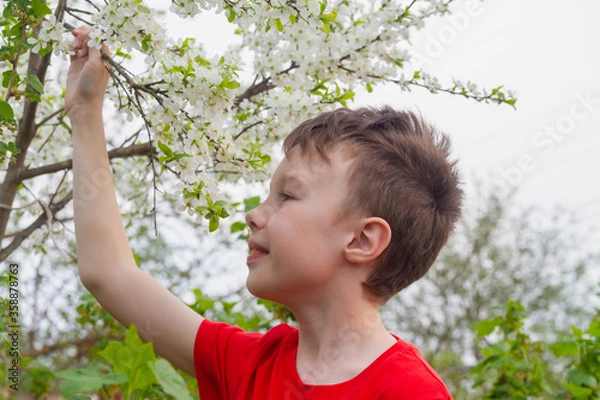 Fototapeta A teenage European boy in a red t-shirt sniffs white plum flowers on a tree in spring. The child enjoys the warmth and spring.