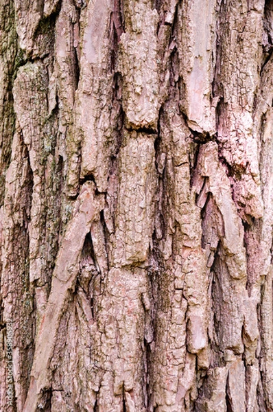 Obraz Closeup of old weather beaten tree bark texture background pattern