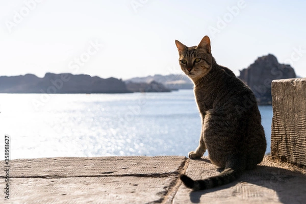 Fototapeta The cat is sitting on the top view. Look back to camera.