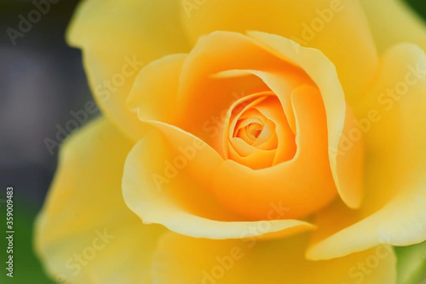 Fototapeta yellow rose closeup