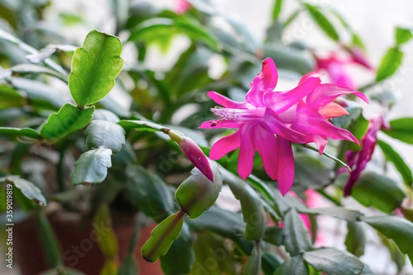 Fototapeta Cactuses known as schlumbergera, blooming succulents for home  and offices. Home plant on windowsll with large bright pink flowers