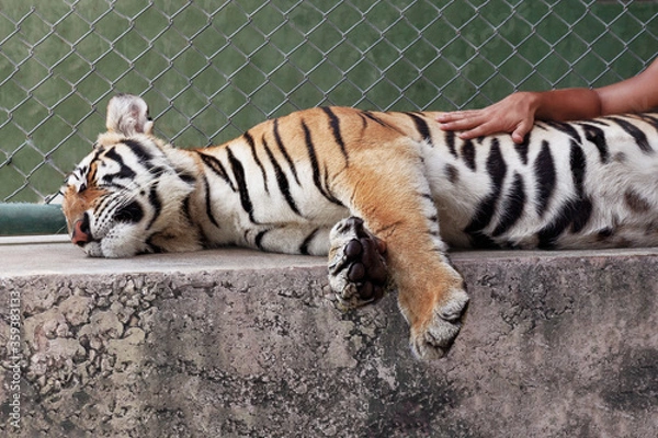 Fototapeta Closeup portrait of a cute siberian tiger lies down and sleeps on the concrete, a man's hand touches him.