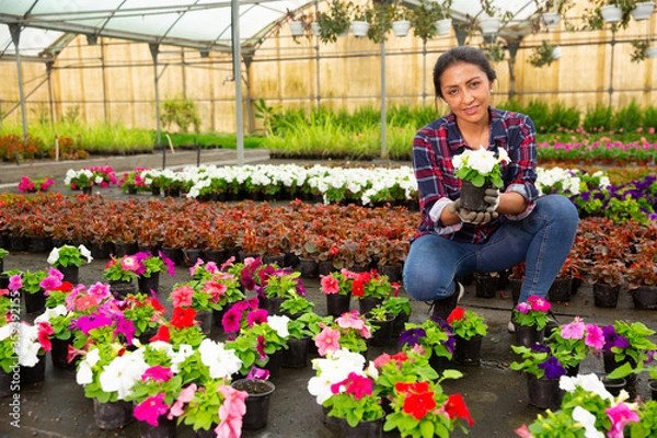 Fototapeta Skilled Latina florist examining potted petunia