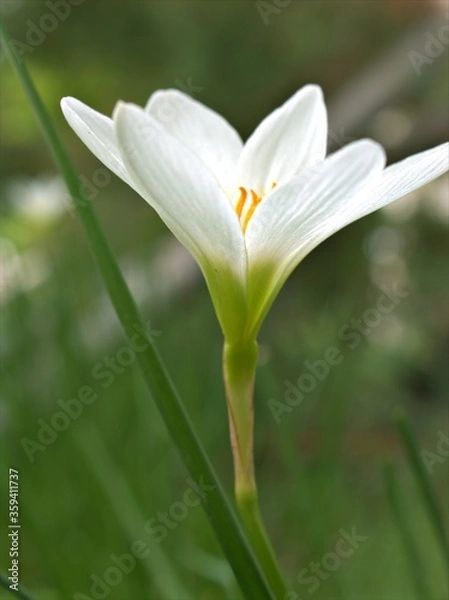 Fototapeta Closeup white petals and yellow pollen of crocus flower plants ,macro image and soft focus for card design , blurred for background