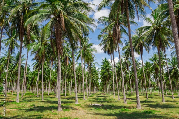 Fototapeta Tropical coconut tree
