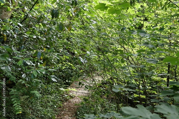 Fototapeta Green nature pathway in the garden, Sintra, Portugal