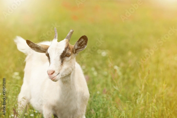 Fototapeta Cute goat in field on sunny day, space for text. Animal husbandry