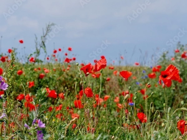 Fototapeta Mohnblumen auf dem Feld