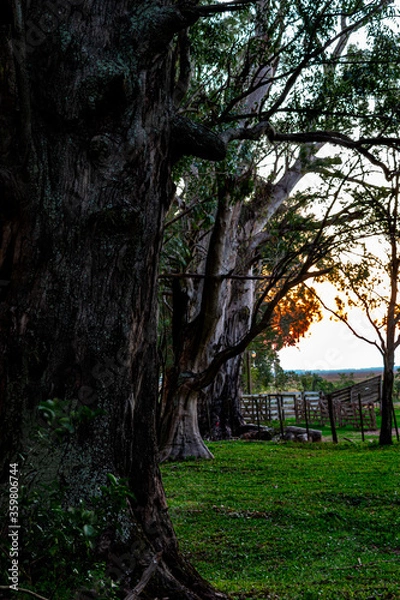 Fototapeta viejo arbol en otoño en el campo 