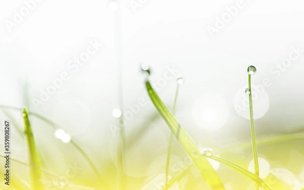 Obraz Dew drops on the green grass in sunshine and bokeh. Abstract blurry background. Nature background. copy space.