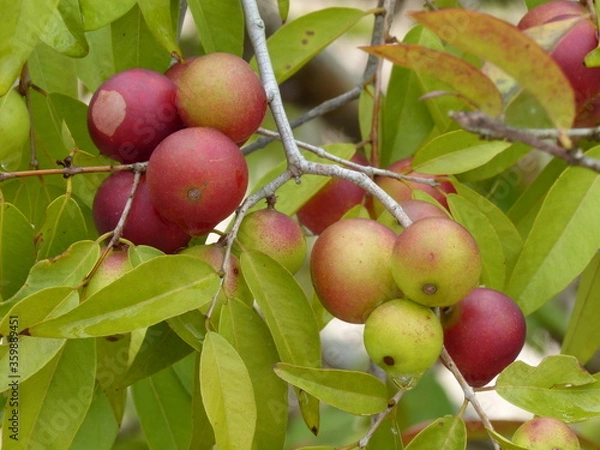 Fototapeta Ripe and semi-ripe fruits of the Camu Camu shrub, also called Cacari or CamoCamo (Myrciaria dubia). The rare fruits are full of vitamin C, growing on the river bank of the Amazon river, Brasil.