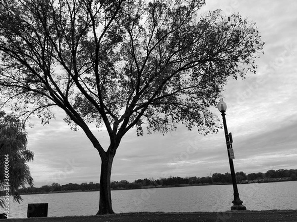 Fototapeta silhouette of a tree