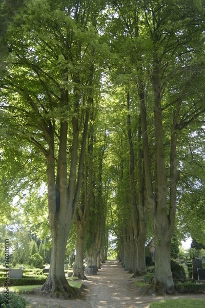 Fototapeta Baumallee auf dem Friedhof