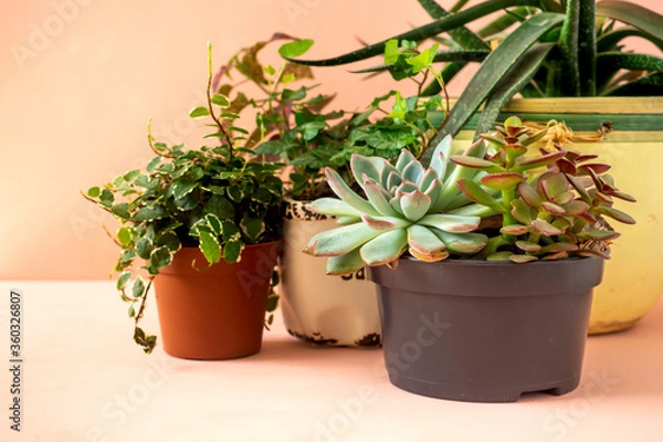 Obraz Trending collection of various indoor plants and succulents pink background