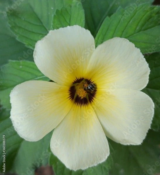 Fototapeta A honeybee sucking honey in a yellow flower